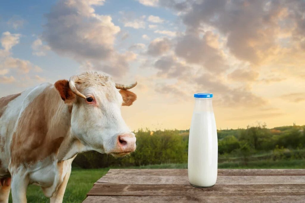 A fresh bottle of milk and the dairy cow that helped produce it sit outside on a picnic table during the sunset