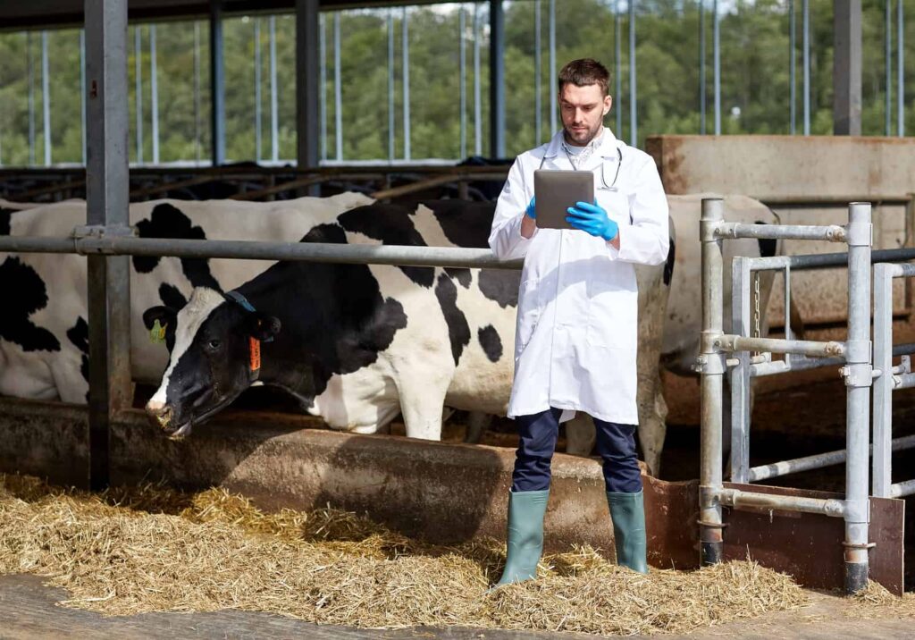 Dairy farmer stands in front of his cows and uses a tablet to record milk production data