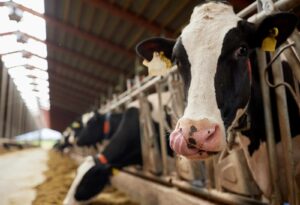 An image of cows grazing on hay in a dairy farm cowshed.