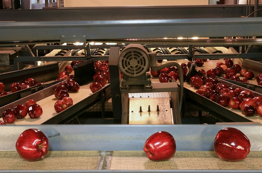 Apples on a conveyor belt in a food processing plant