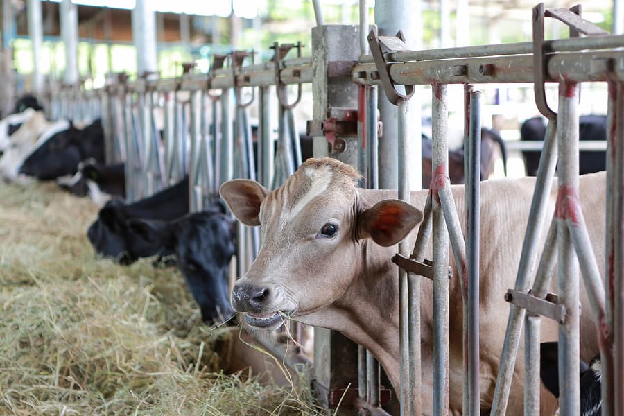 An image of cows at a dairy production plant.