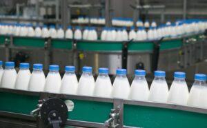A line of filled milk bottles on an assembly line at a dairy plant. 