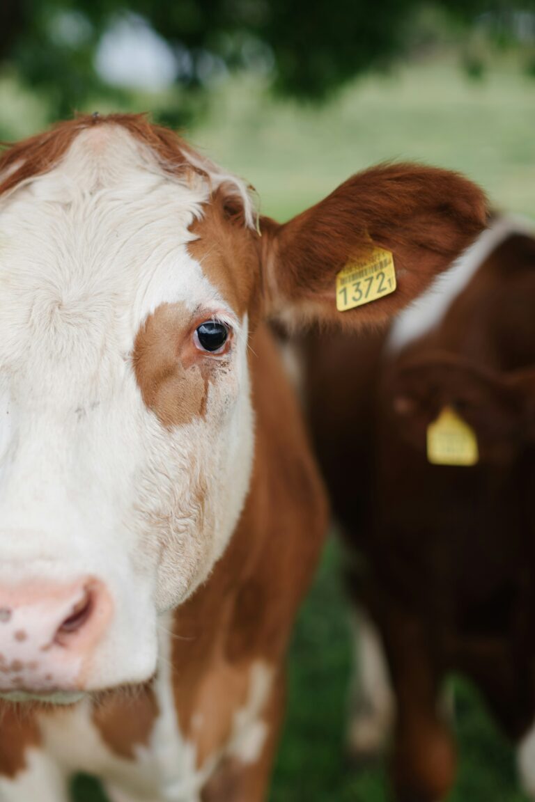 From the Dairy Farm to The Processing Plant